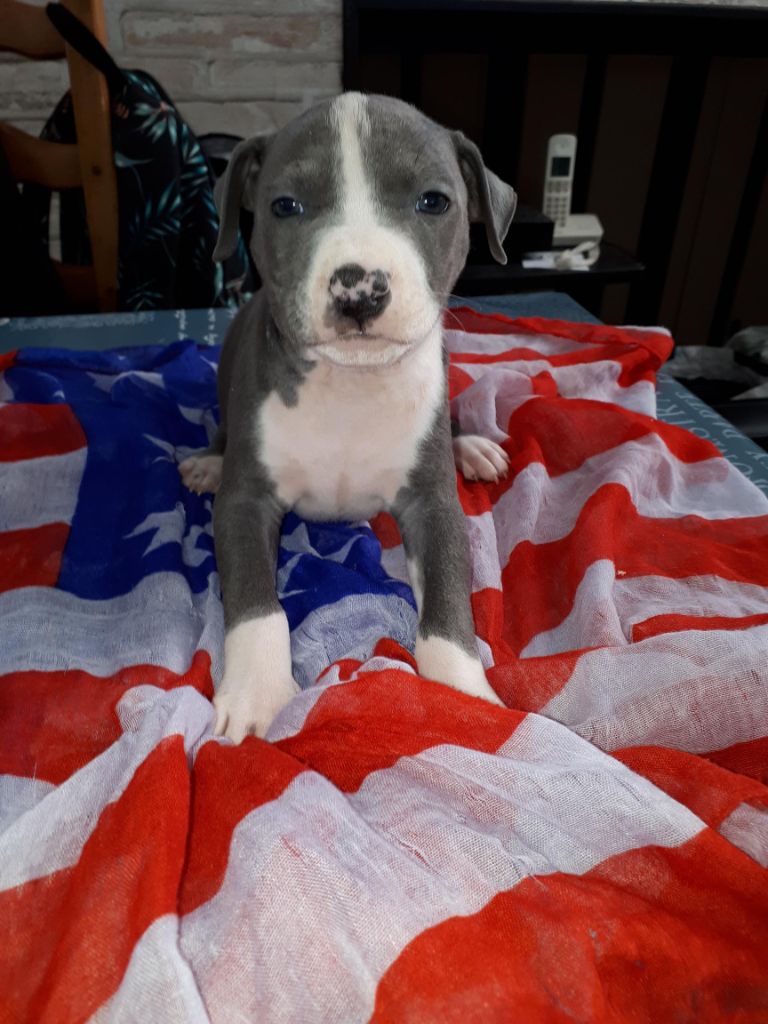 de killianamstaff's history - Chiot disponible  - American Staffordshire Terrier