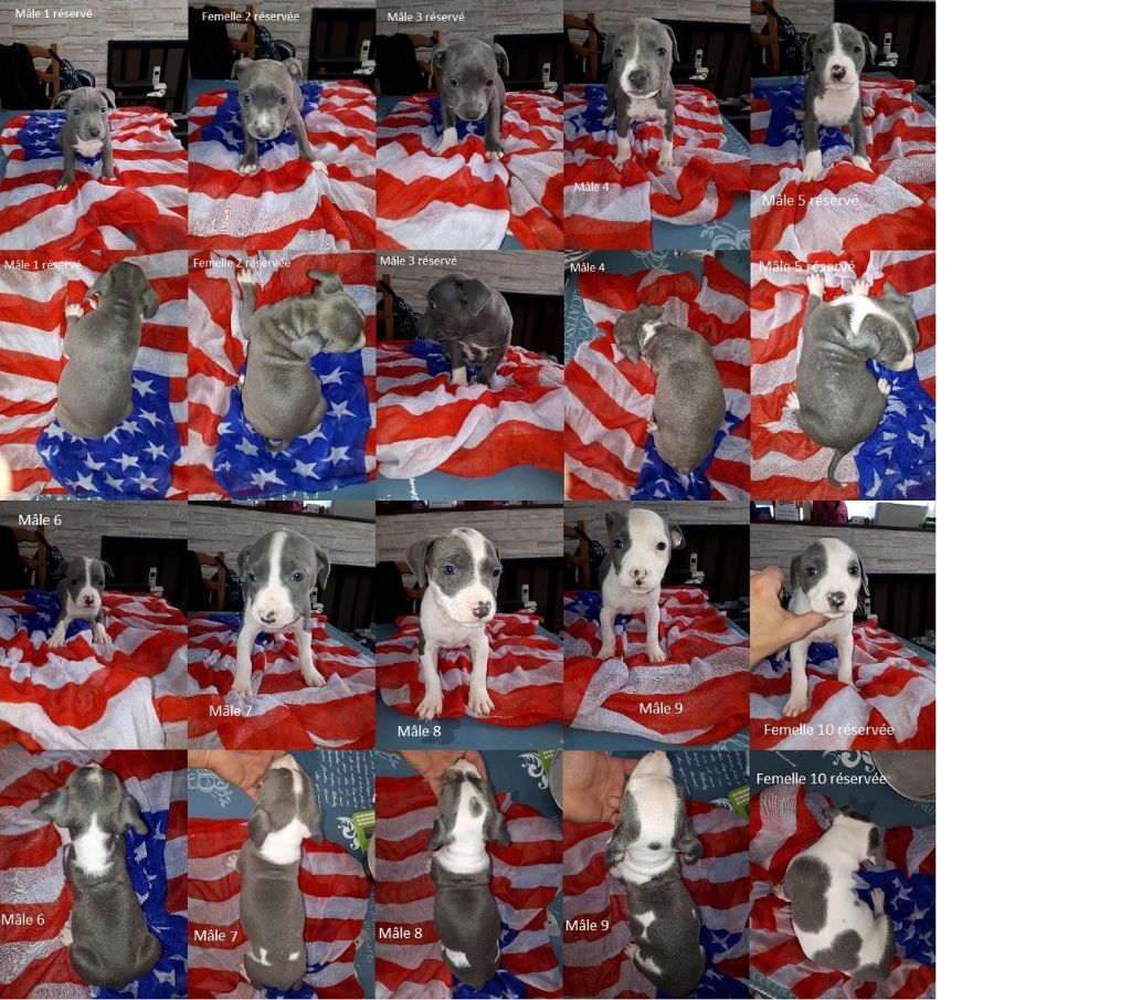 de killianamstaff's history - American Staffordshire Terrier - Portée née le 02/09/2018