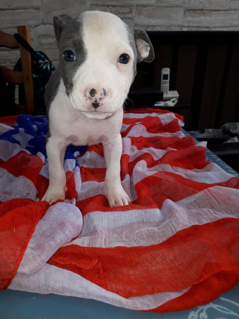 de killianamstaff's history - Chiot disponible  - American Staffordshire Terrier