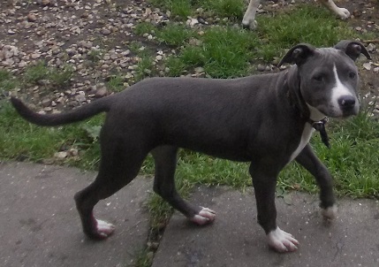 Joycey blue de killianamstaff's history