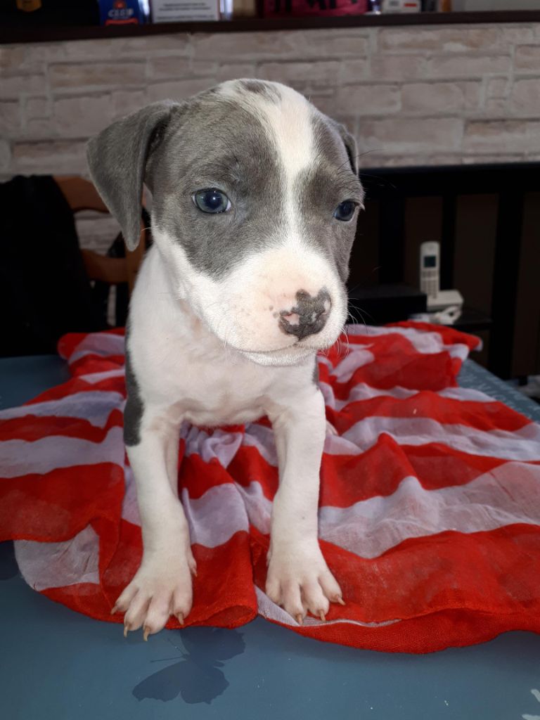 de killianamstaff's history - Chiots disponibles - American Staffordshire Terrier